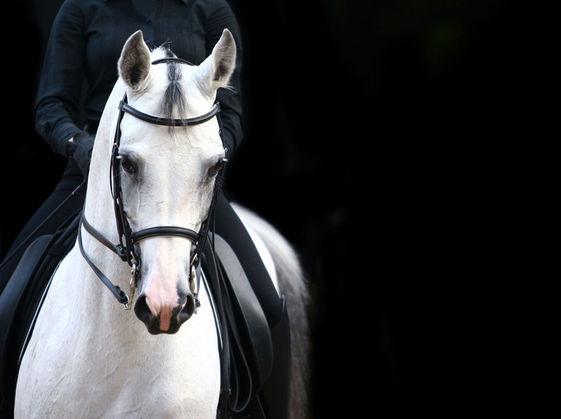 ブックメーカーの競馬